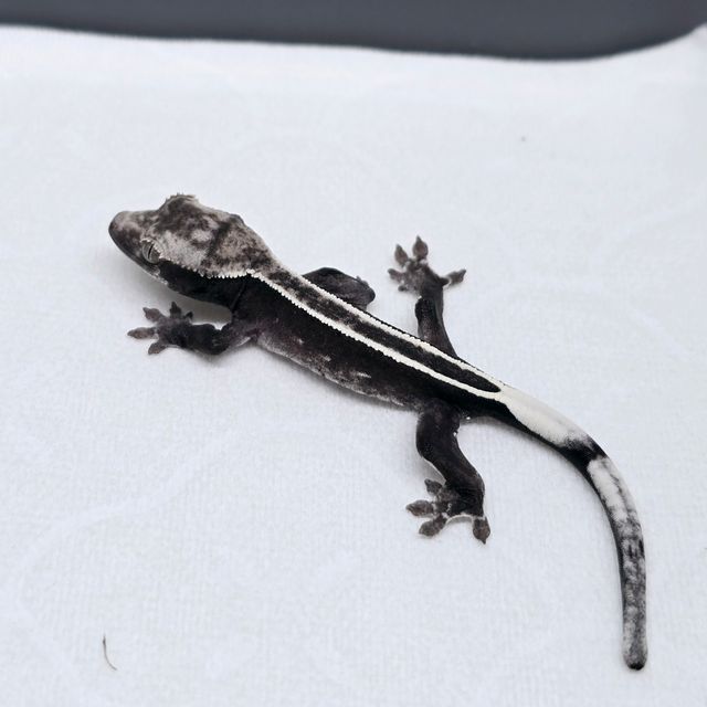 아잔틱 풀핀 엠티백