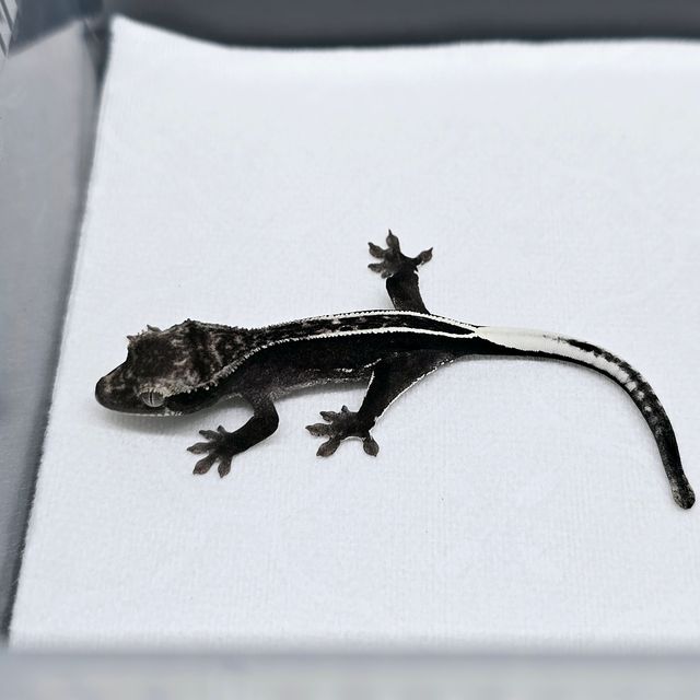 아잔틱 풀핀 엠티백