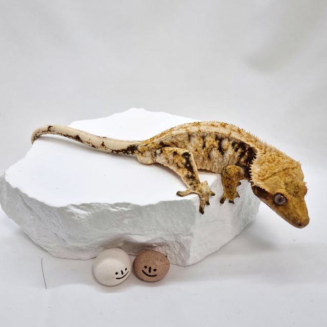 노멀 드리피 화이트스팟