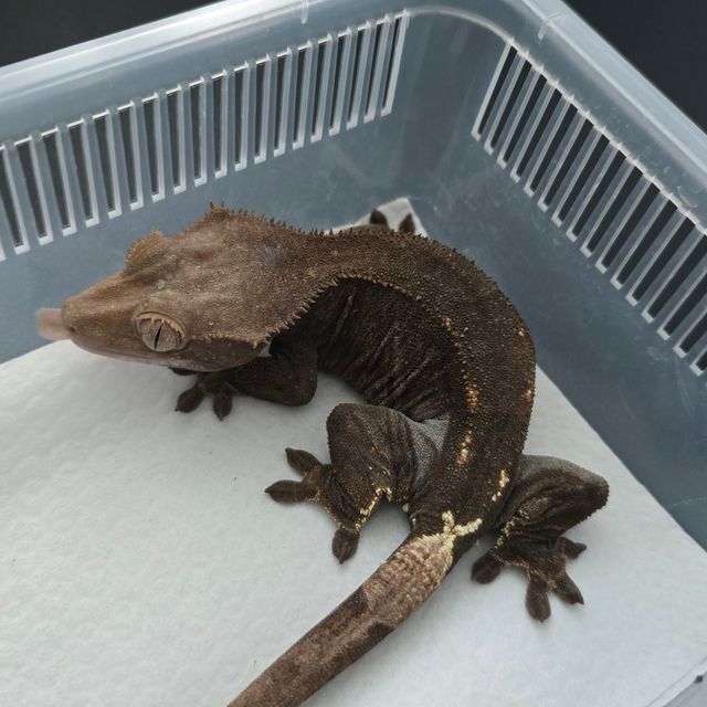 카푸치노 챠콜