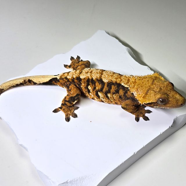 텐저린 노멀