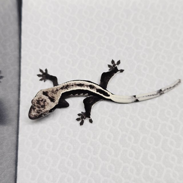 아잔틱 풀핀