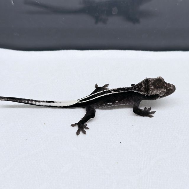 아잔틱 풀핀 엠티백