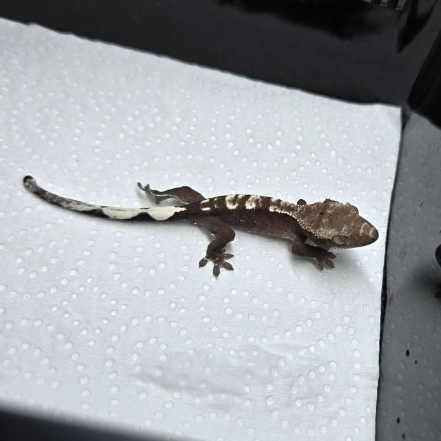 아잔틱