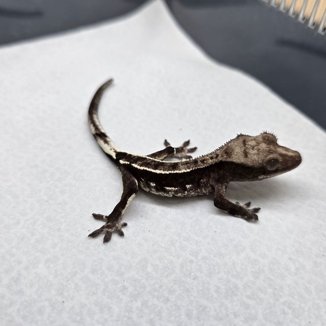 아잔틱
