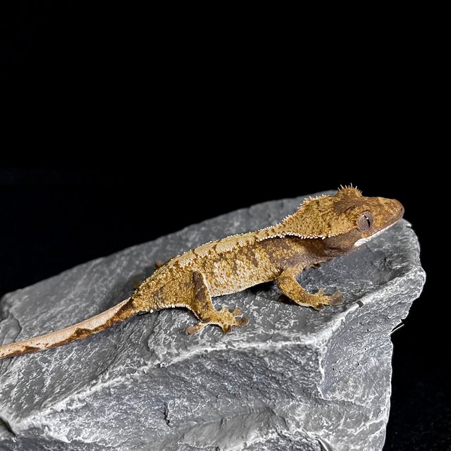 트라이 익스트림할리퀸 노멀