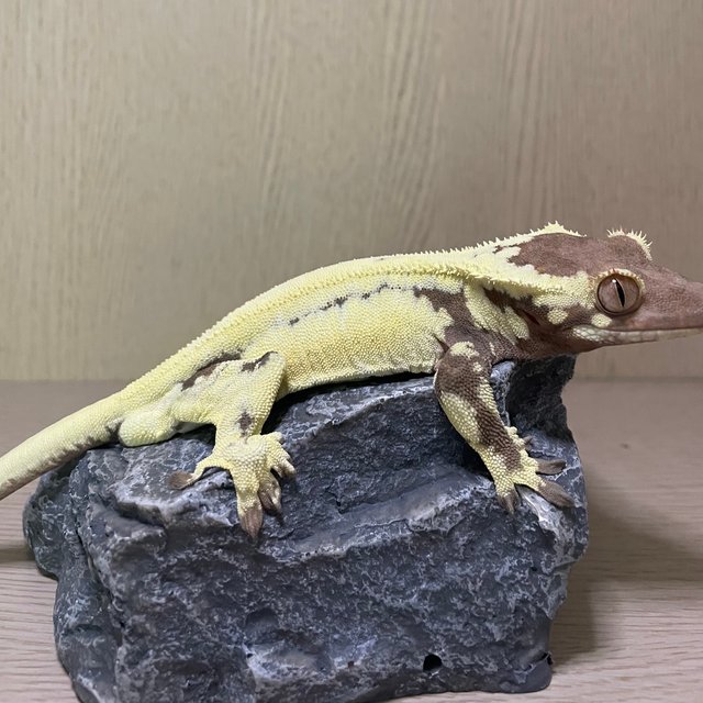 프라푸치노