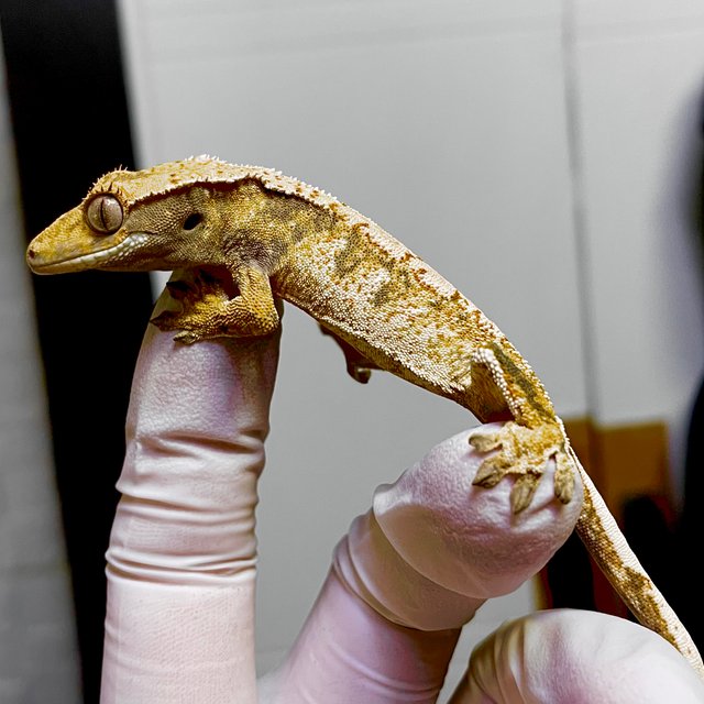 노멀 트라이 익스트림할리퀸