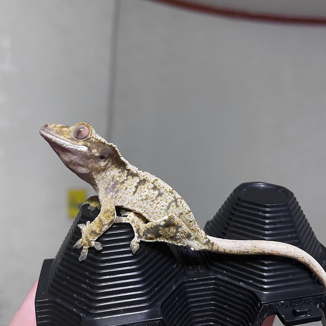 노멀 드리피 화이트스팟