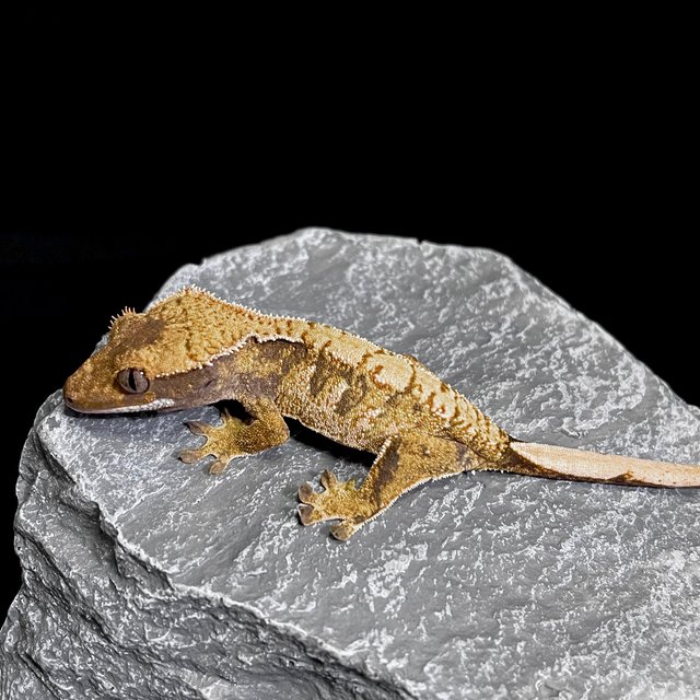 트라이 익스트림할리퀸 노멀