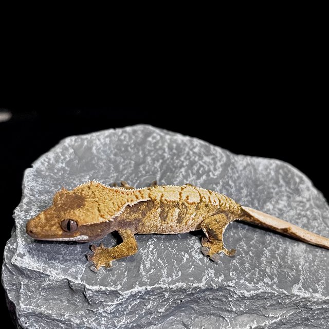 트라이 익스트림할리퀸 노멀