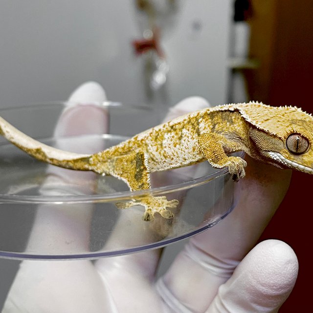 노멀 트라이 익스트림할리퀸