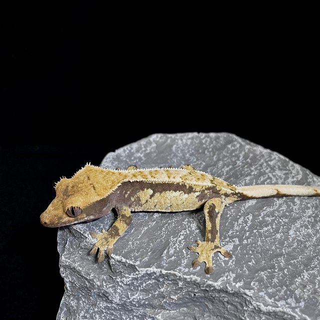 노멀 드리피 트라이