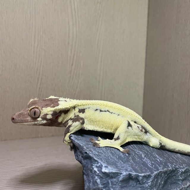 프라푸치노