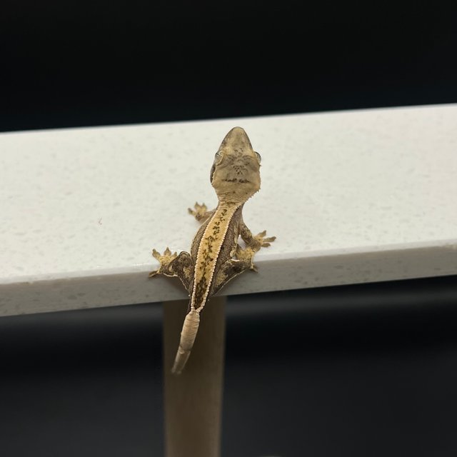 노멀 트라이 익스트림할리퀸 할리퀸 풀핀