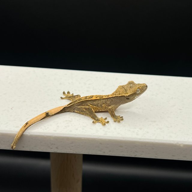 노멀 트라이 익스트림할리퀸