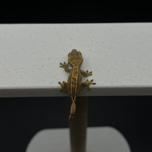 노멀 트라이 익스트림할리퀸