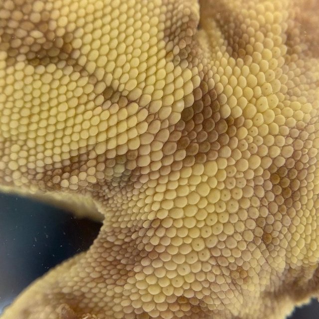 릴리화이트 팬텀 옐로우