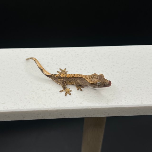 노멀 익스트림할리퀸 할리퀸 플레임