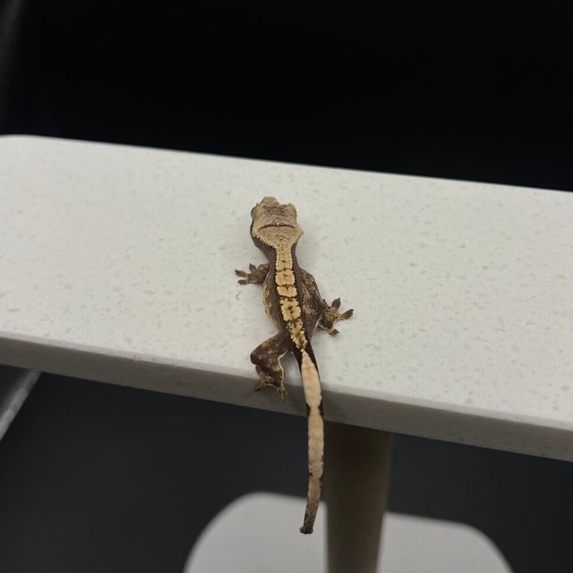 노멀 익스트림할리퀸 할리퀸