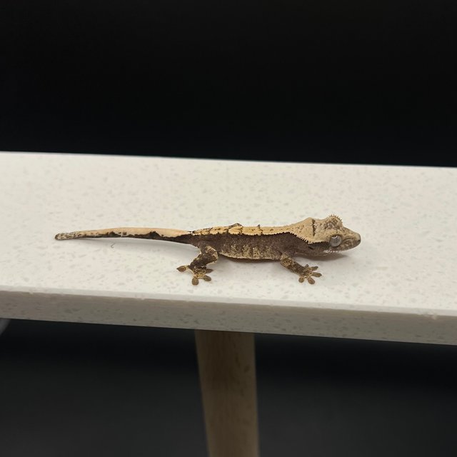 노멀 익스트림할리퀸 할리퀸