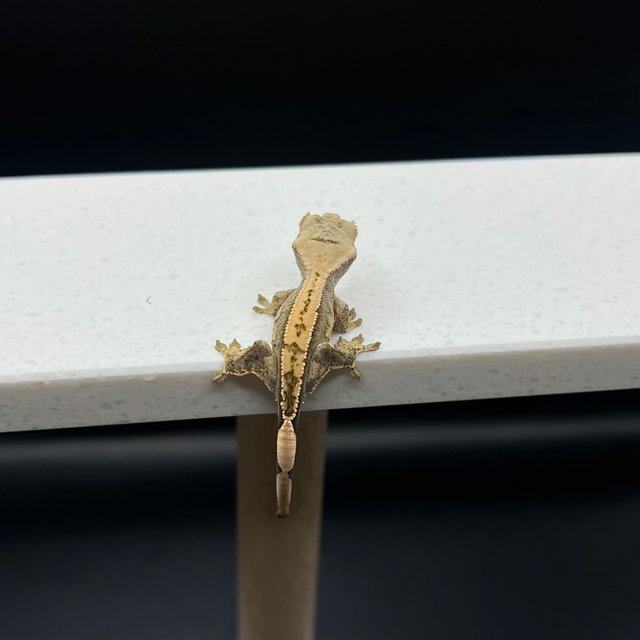 노멀 익스트림할리퀸 할리퀸