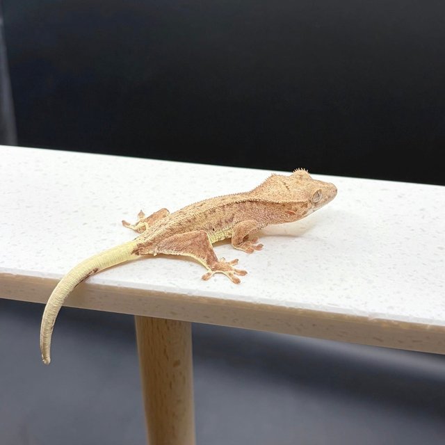 릴리화이트 팬텀 옐로우