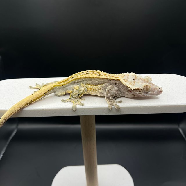 노멀 달마시안 슈퍼스트라이프 풀핀 쿼드