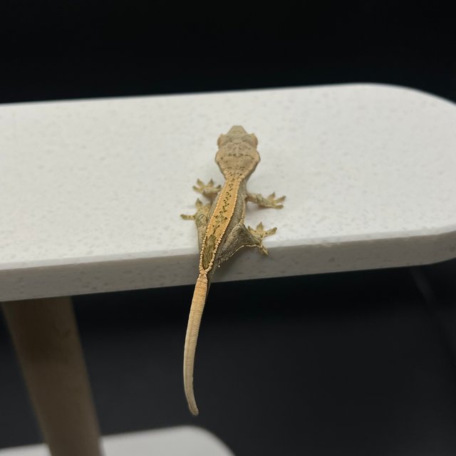 노멀 익스트림할리퀸 할리퀸 트라이 풀핀 쿼드