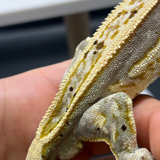 노멀 달마시안 슈퍼스트라이프 풀핀 쿼드