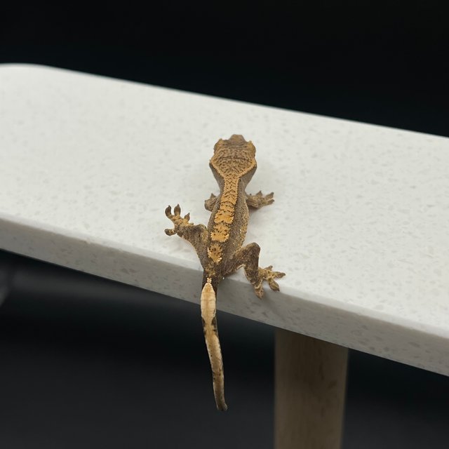 노멀 익스트림할리퀸 할리퀸 플레임