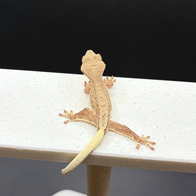 릴리화이트 팬텀 옐로우