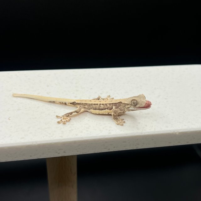 릴리화이트 드리피 화이트