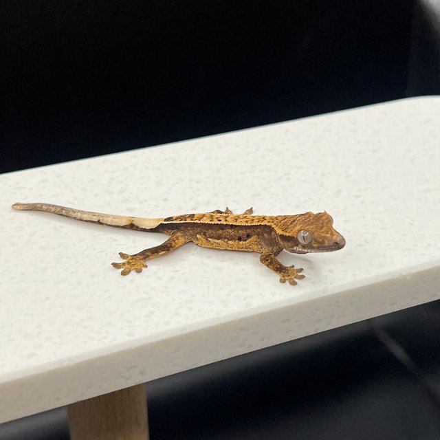 노멀 트라이 익스트림할리퀸 핀스트라이프 쿼드