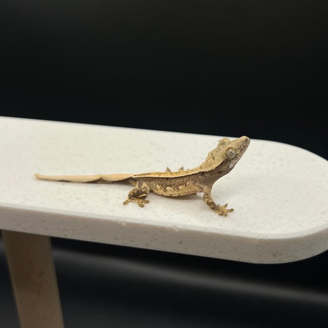 노멀 트라이 익스트림할리퀸 할리퀸 풀핀