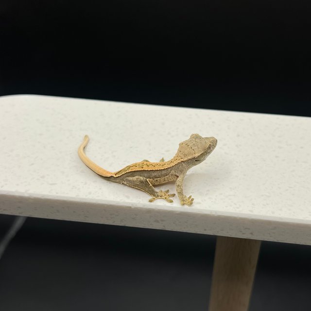 노멀 익스트림할리퀸 할리퀸 트라이 풀핀 쿼드