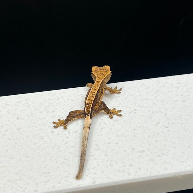 노멀 트라이 익스트림할리퀸 핀스트라이프 쿼드