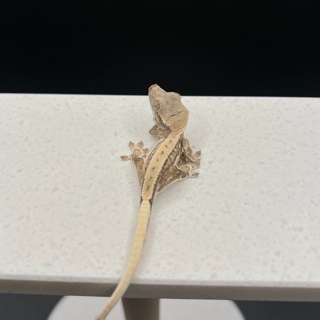 릴리화이트 드리피 화이트