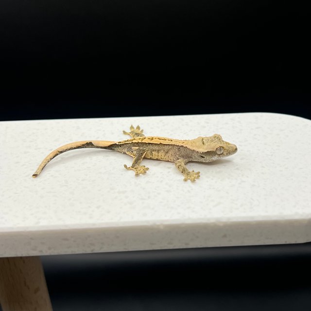 노멀 익스트림할리퀸 할리퀸