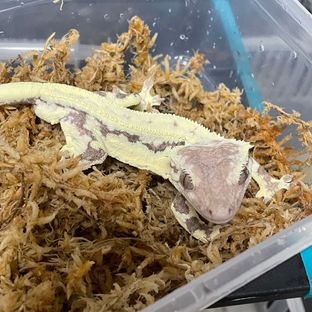 프라푸치노