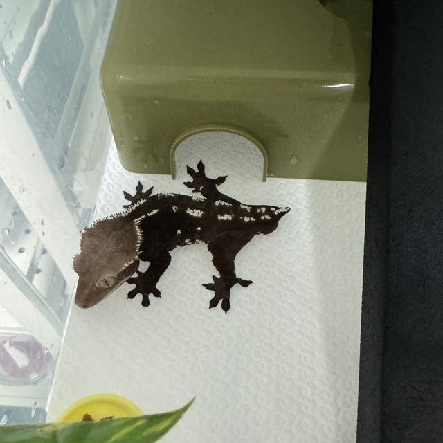 아잔틱