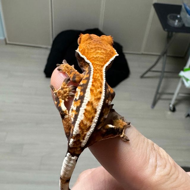 카푸치노 트라이 화이트핀 텐저린