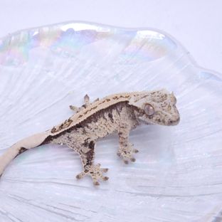 노멀