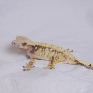 노멀 화이트스팟