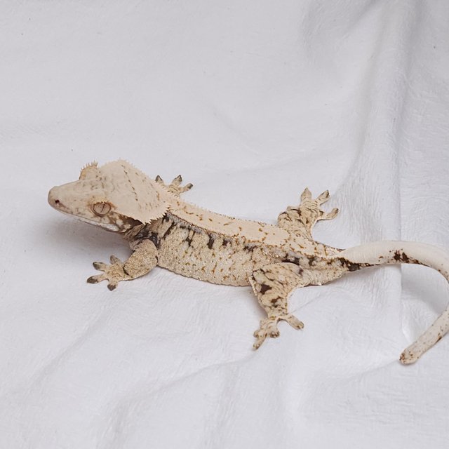 노멀 드리피 화이트스팟