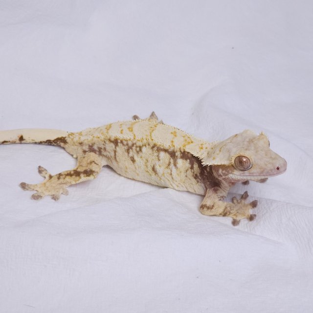 노멀 화이트스팟