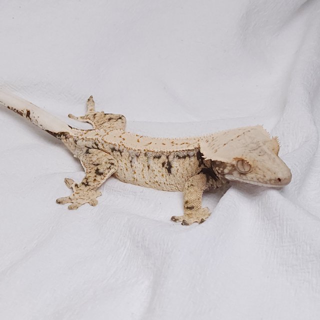 노멀 드리피 화이트스팟