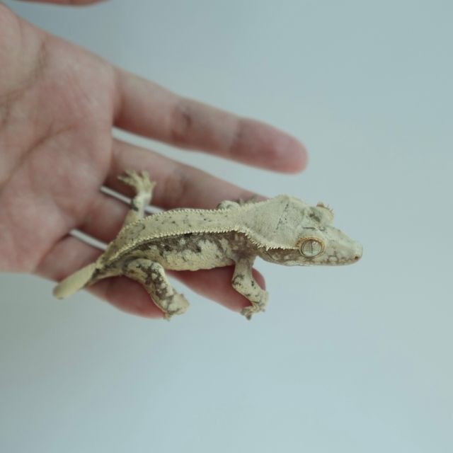 노멀 핀스트라이프 드리피
