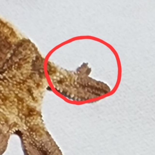 트라이 레드 익스트림할리퀸