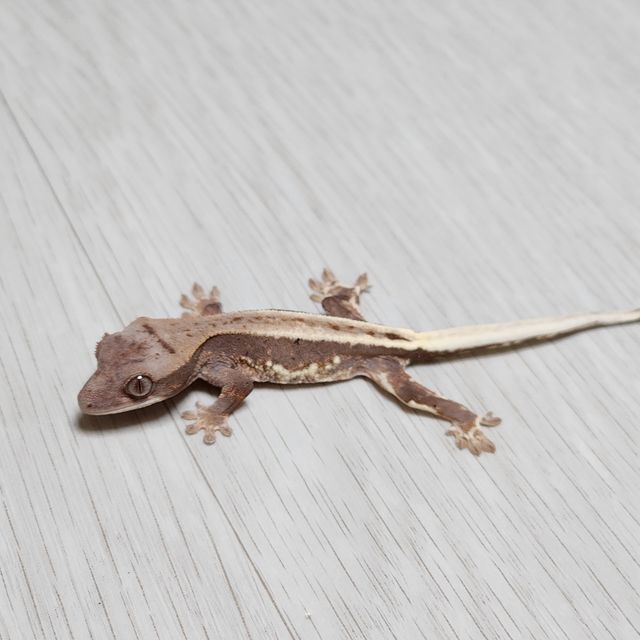 프라푸치노